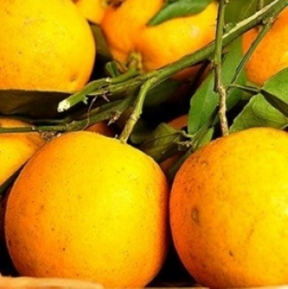 Laranja Campista.jpg